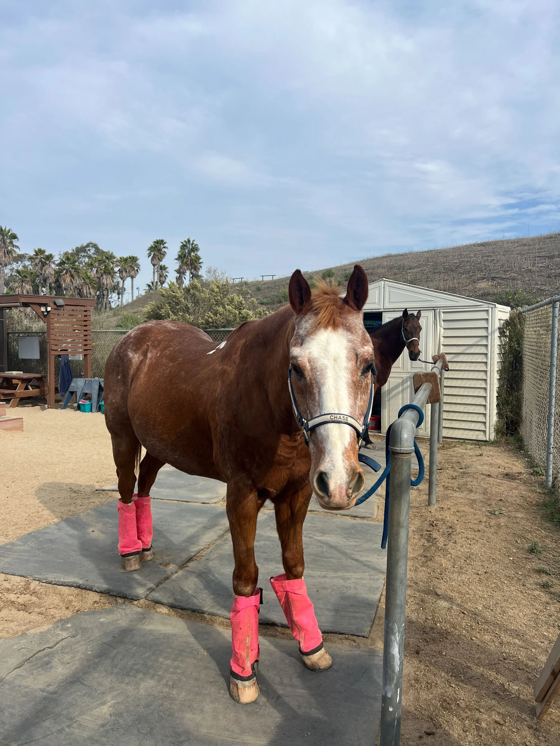 A brown horse with a white face and pink leg wraps stands on a black mat in a fenced outdoor area, with another horse in the background near a white shed and palm trees visible in the distance.