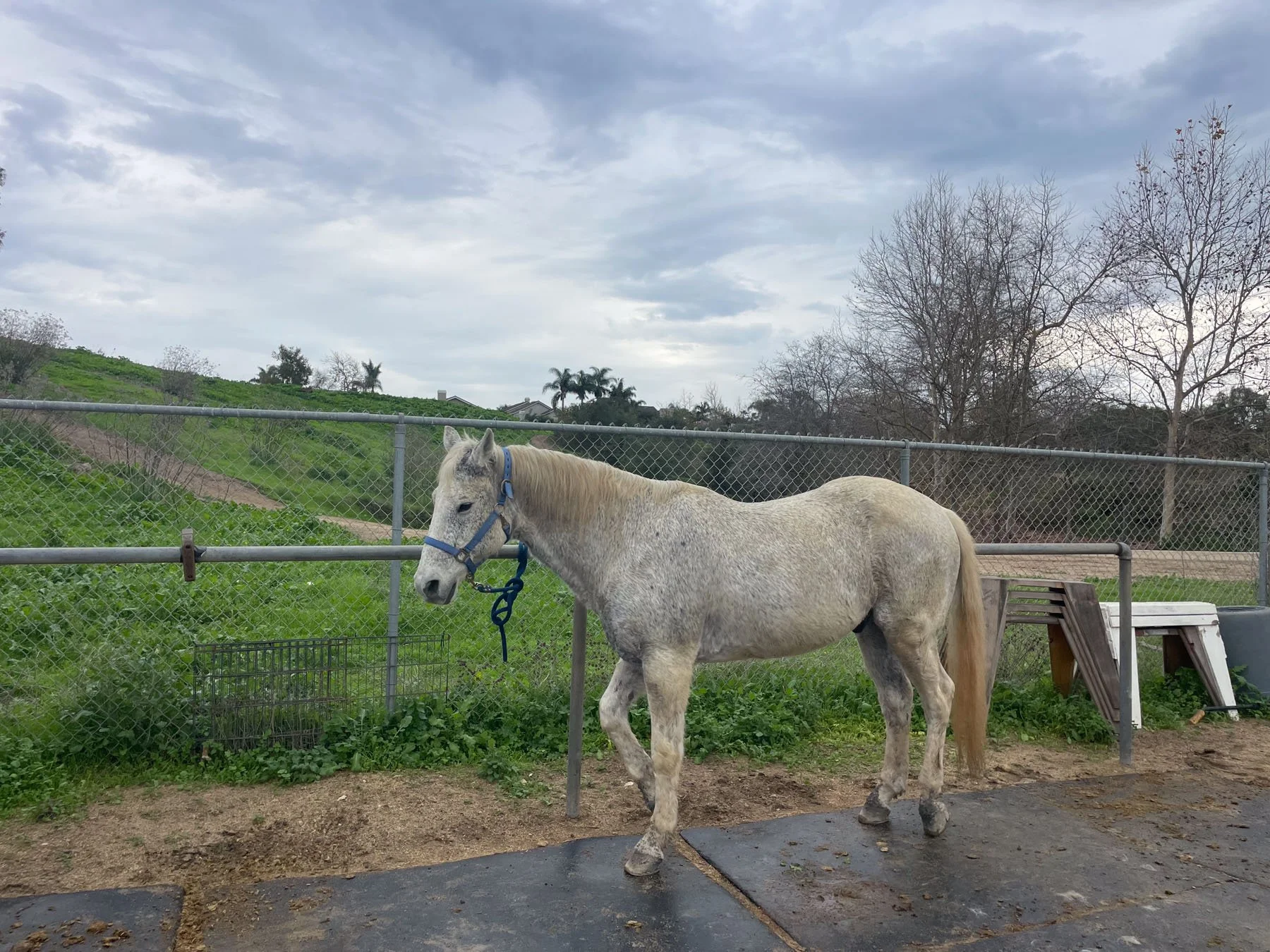 A light-colored horse with a blue halter standing near a chain-link fence on a cloudy day. There is grass and a dirt path behind the fence, with some trees and hills in the background.