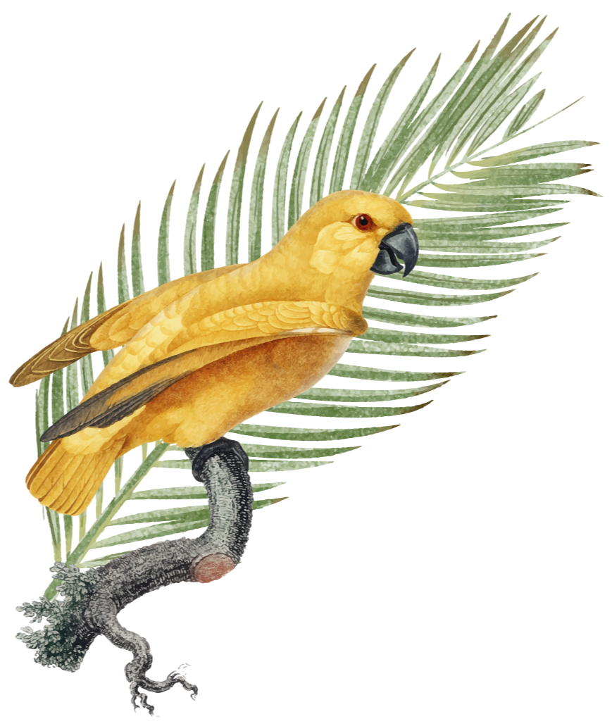 Illustration of a yellow parrot with a prominent black beak perched on a branch with green palm leaves in the background.