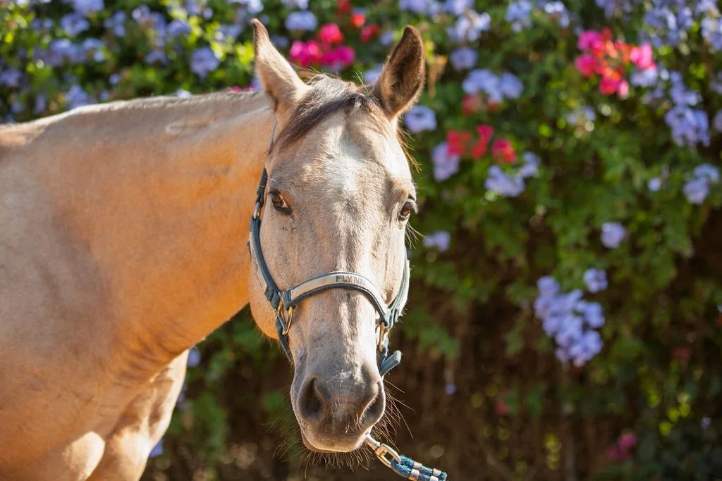 A light-colored horse standing on a dirt path surrounded by yellow flowering plants under a clear blue sky.