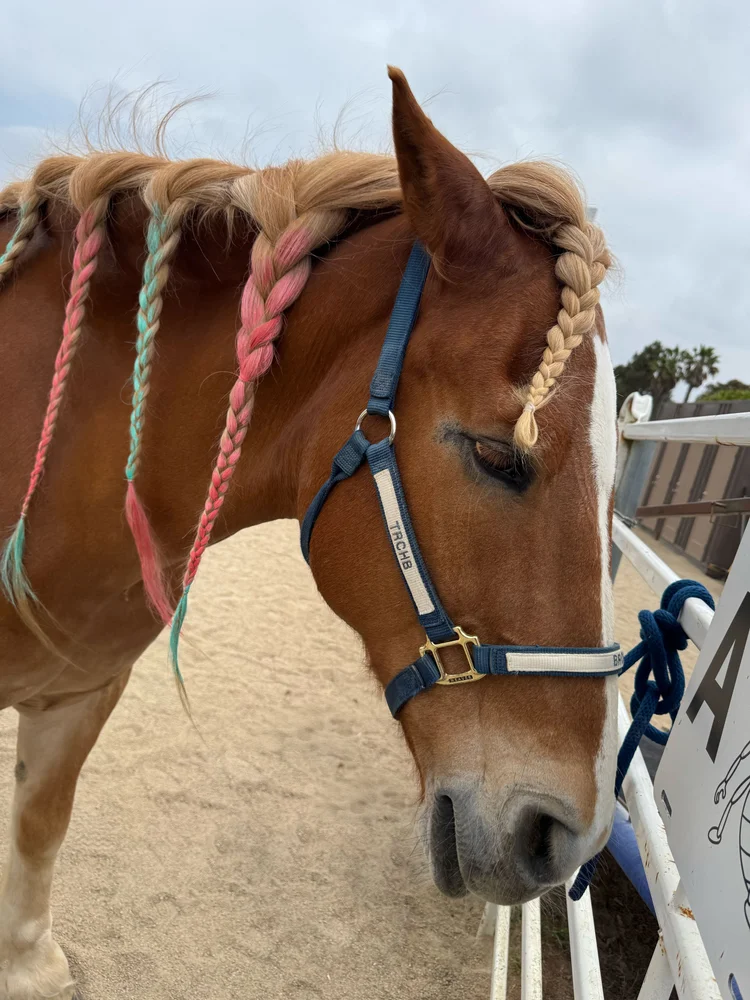 Therapeutic Riding Center | Empower Through Equine Activities