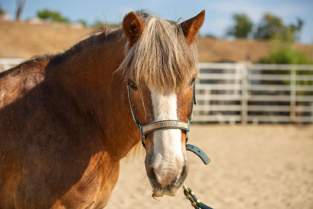 A brown horse with a mane of mixed blonde and gray, wearing a blue flower lei around its neck, standing on sandy ground in an outdoor enclosure with trees and fencing in the background.