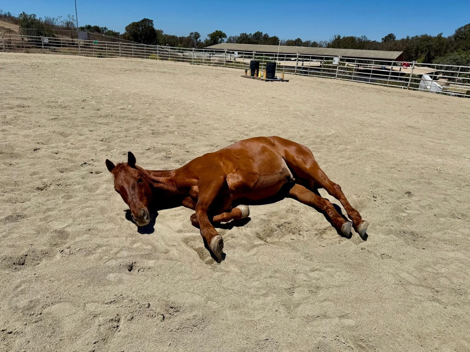 A brown foal lying down on sandy ground at a stable or riding arena with fencing and shelter structures in the background.