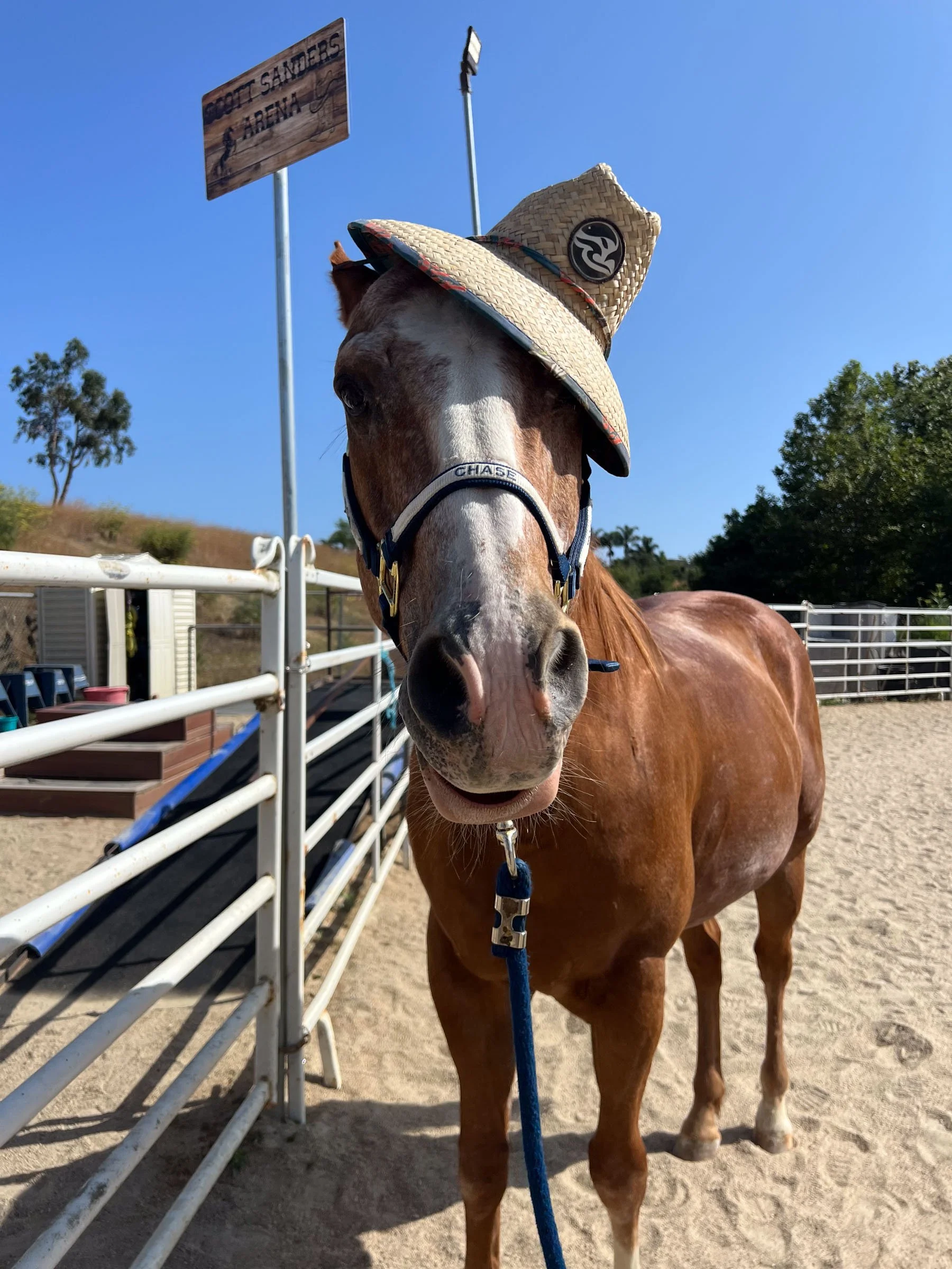 A brown horse wearing a straw hat with a black emblem, standing in an outdoor paddock with white fencing and a blue sky background.