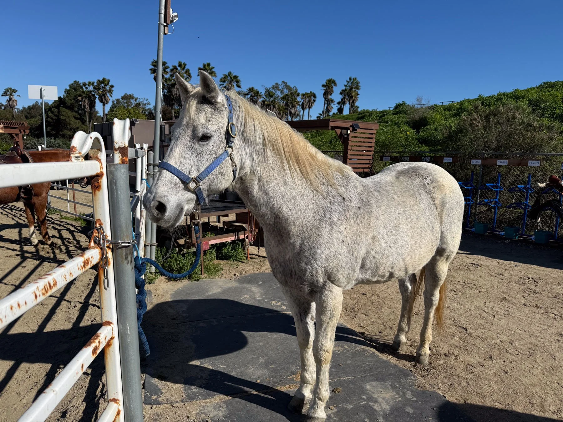 Gray horse with a blue halter standing outdoors near a rusty fence on a sunny day, with palm trees and greenery in the background.