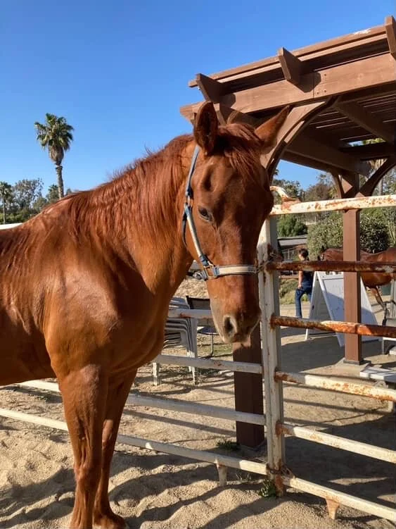 A chestnut horse with a halter near a wooden and metal fence at a farm or ranch with palm trees and blue sky in the background.