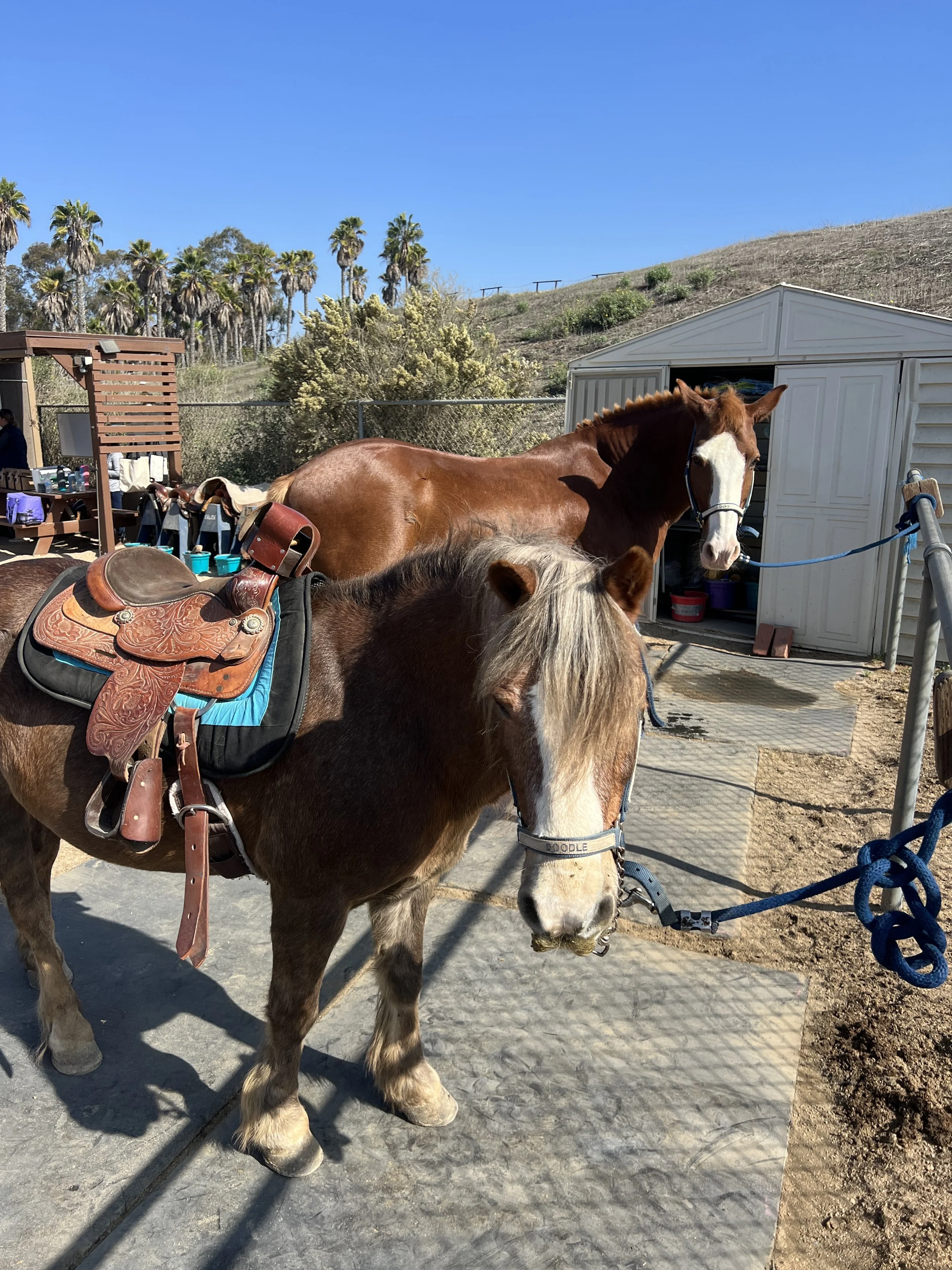 Two horses with saddles tied to a fence in an outdoor area with a shed and hilly terrain in the background, under a clear blue sky.
