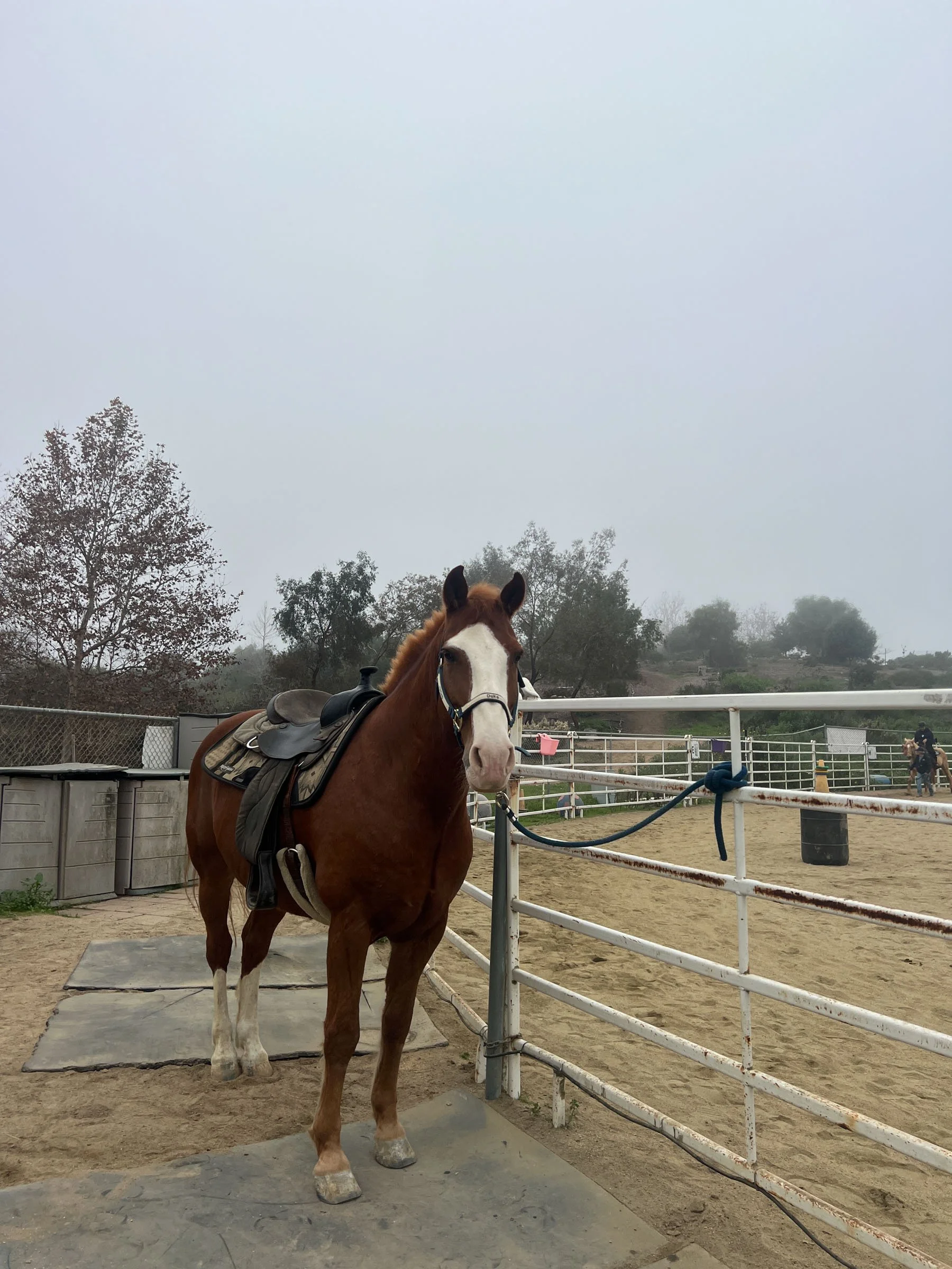 A brown horse with a white face standing in a paddock with a saddle on its back. Overcast sky and trees in the background.