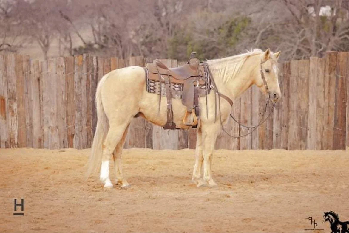 A light-colored horse with a saddle, standing on a dirt ground in front of a wooden fence with trees in the background.