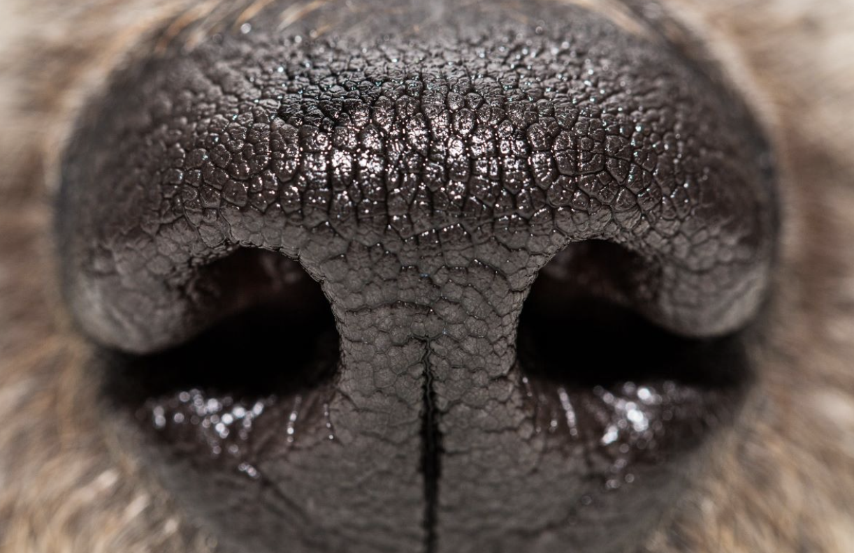 Why Do Dogs Sniff People?What Your Dog Knows About You in Seconds