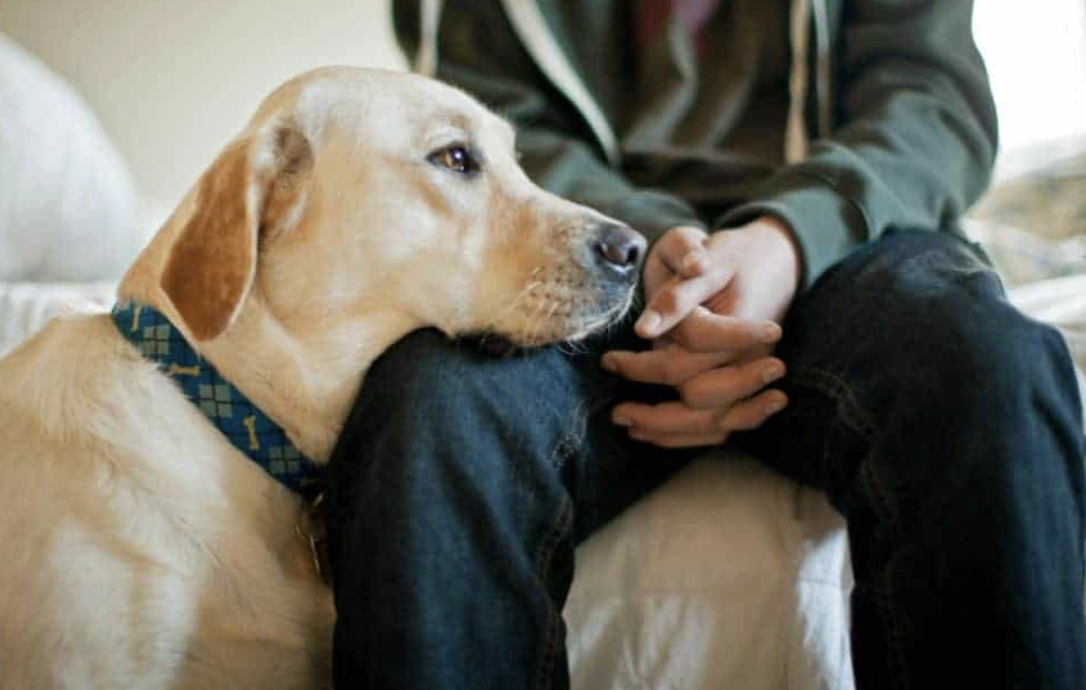 Can Your Dog Smell Your Mood?How Dogs Read Human Emotions