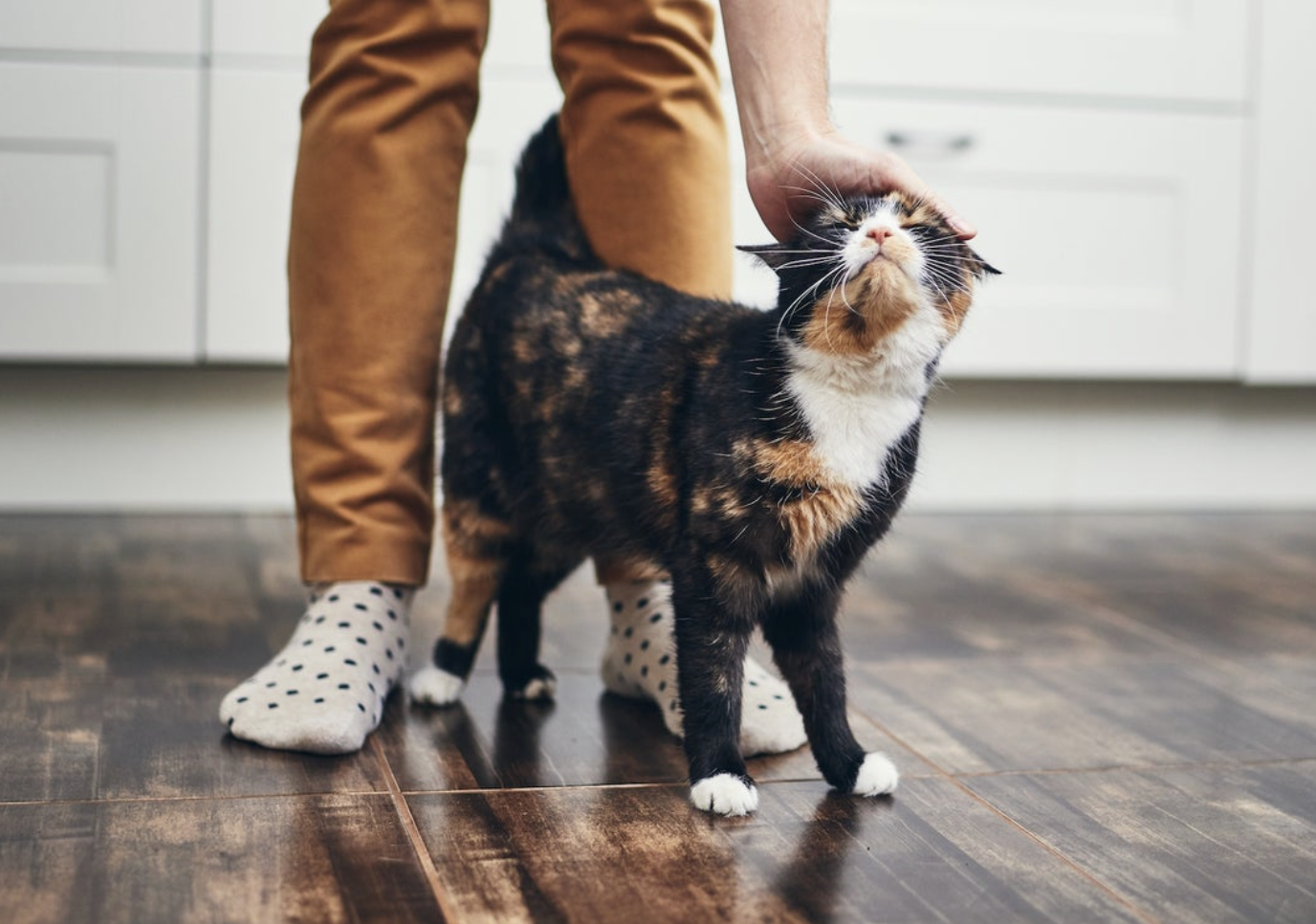 How Cats Say Hello: Understanding Feline Greeting Behaviors