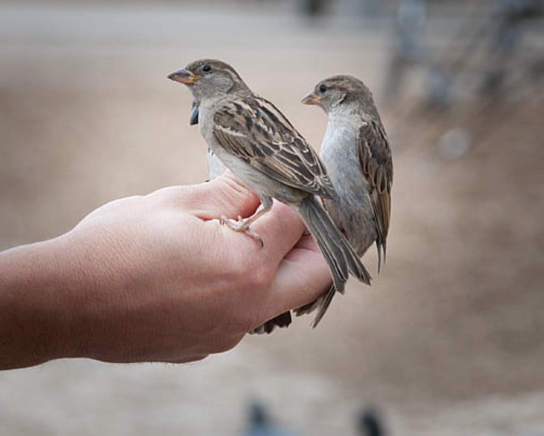 From Chirps to PostureHow Birds Communicate Trust