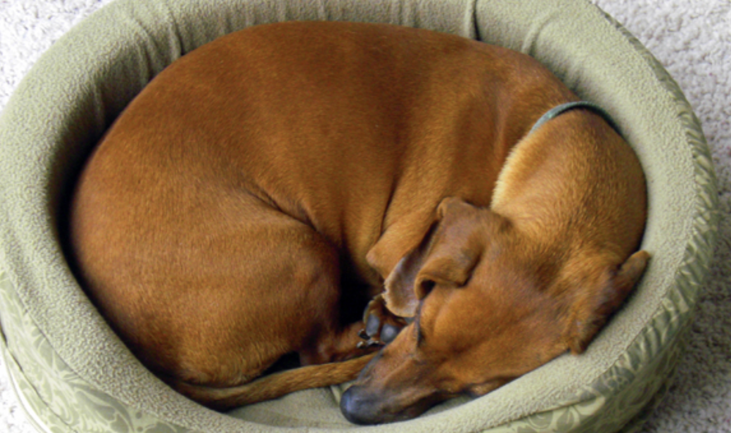 Why Do Dogs Circle Before Lying Down? The Instincts Behind a Seemingly Odd Habit
