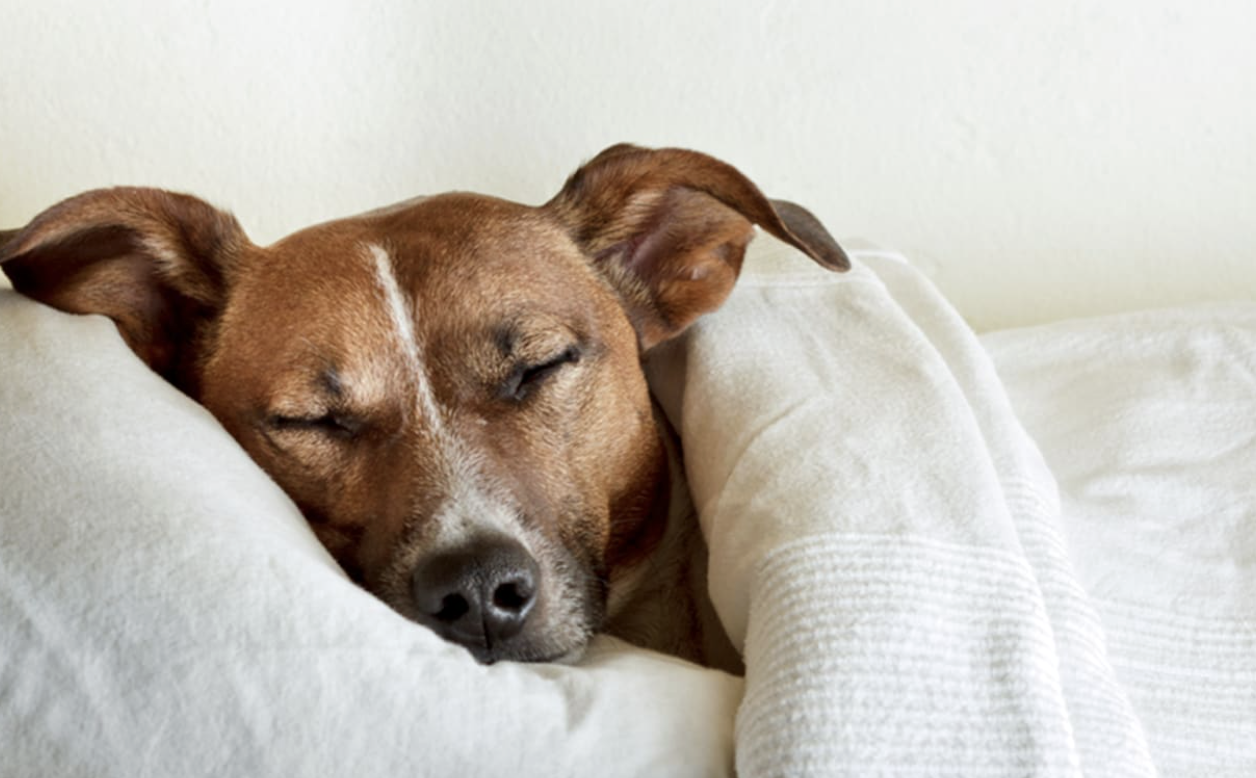 When Dogs Dream:          What Whimpers, Twitches, and Soft Barks Really Mean