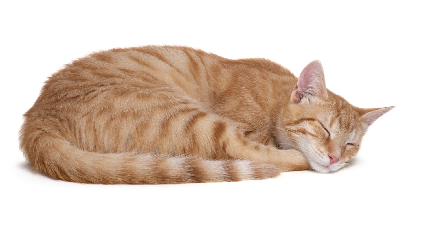 Why Cats Purr in Their Sleep: What Feline Rest Really Tells Us