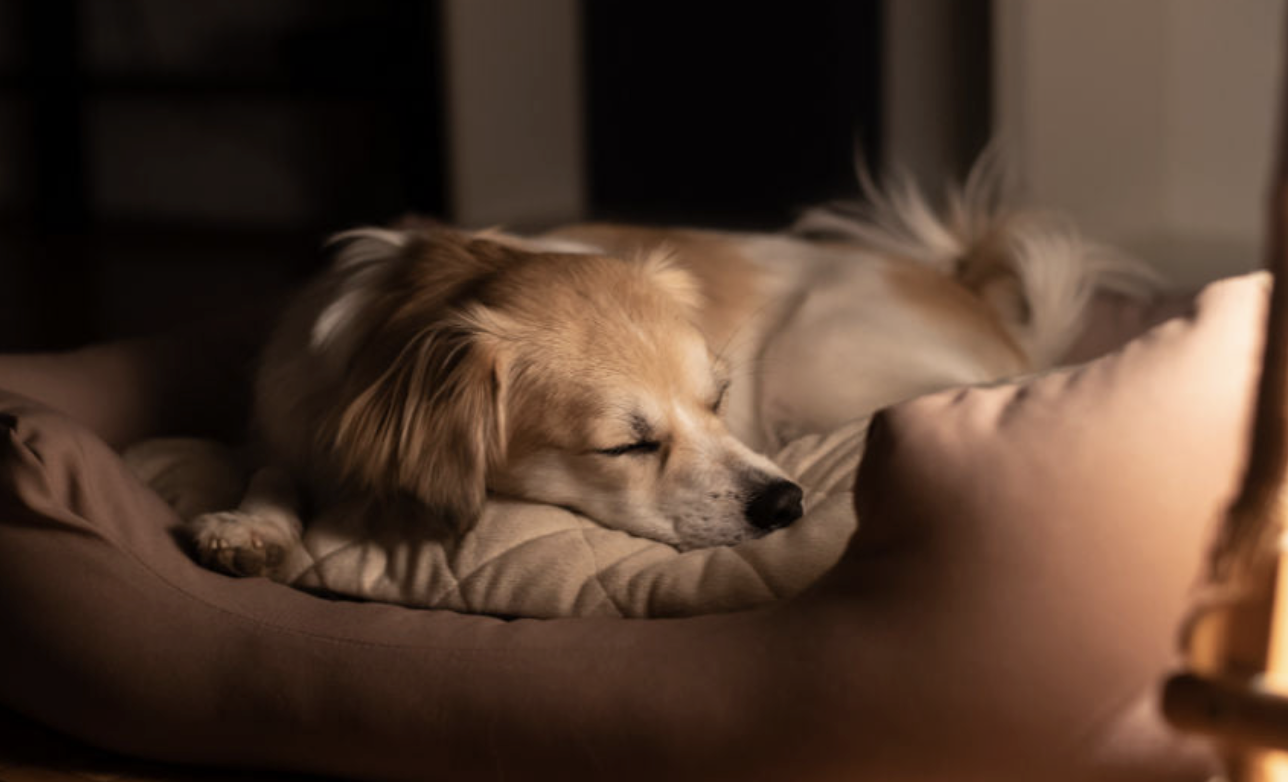Should You Wake a Dreaming Dog?Understanding Canine Sleep Safety