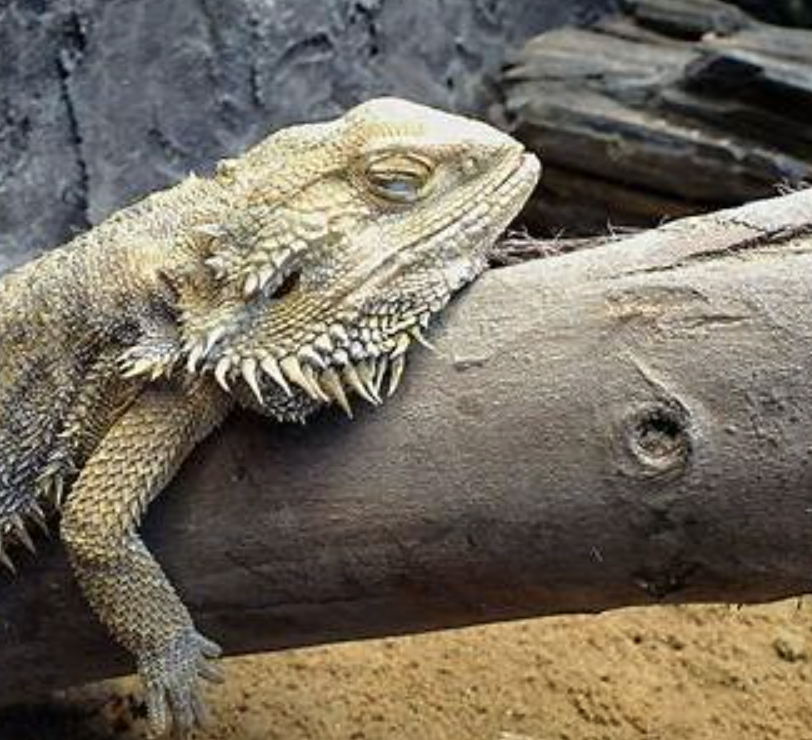 How Reptiles Rest: What to Know About Their Sleep Cycles