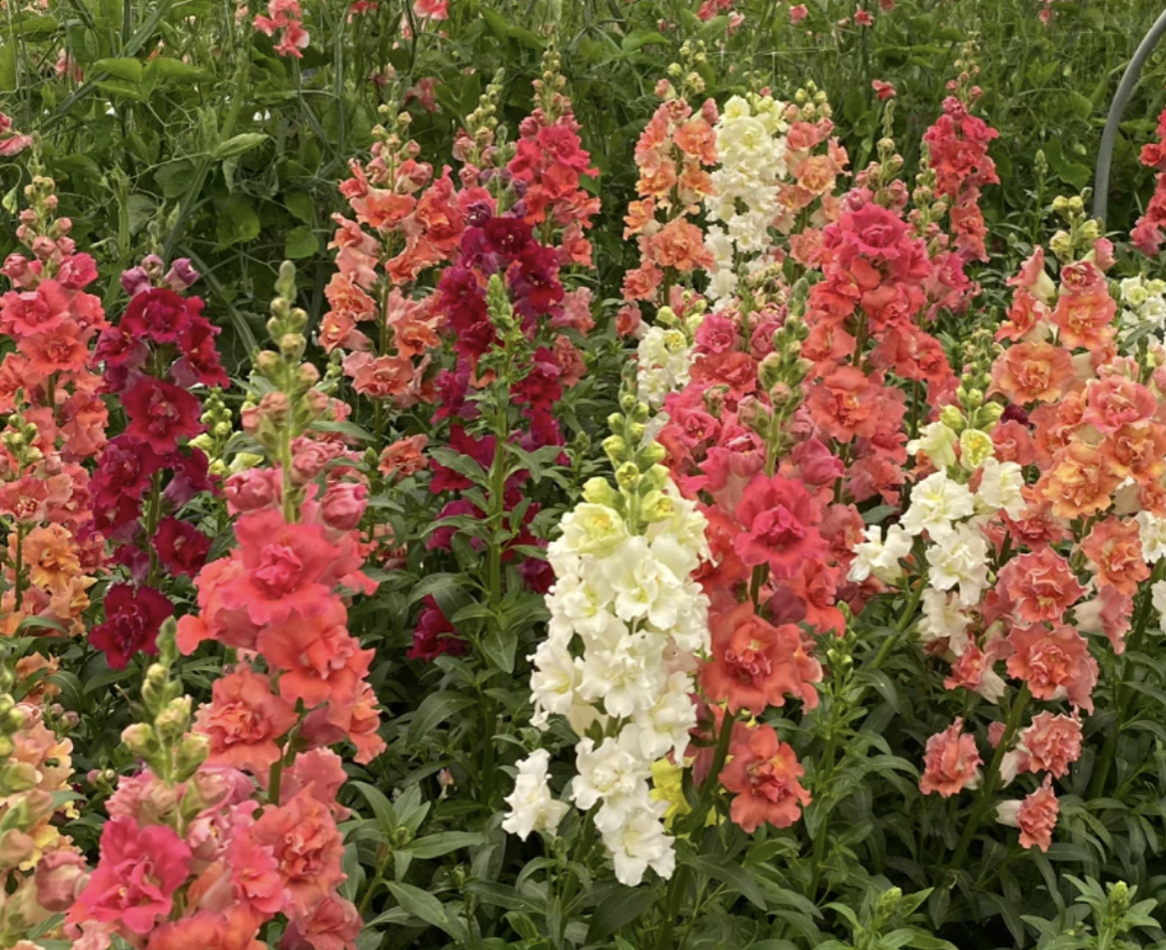 Chantilly Snapdragons