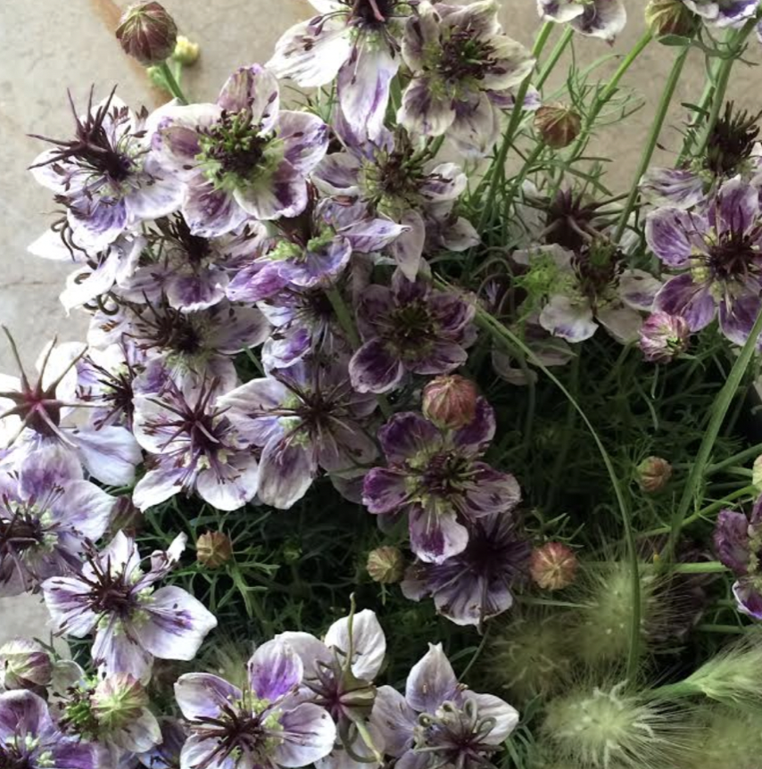 Nigella (love in a mist)