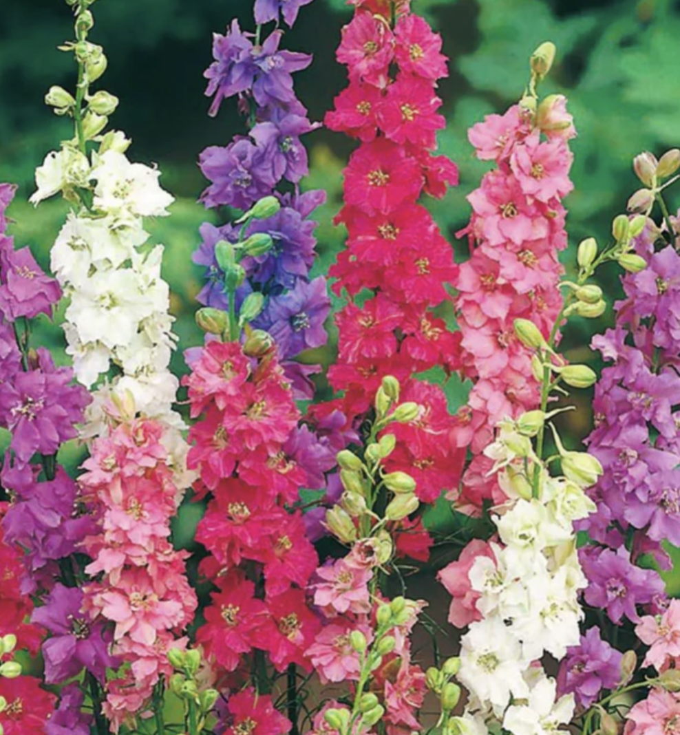 Larkspur