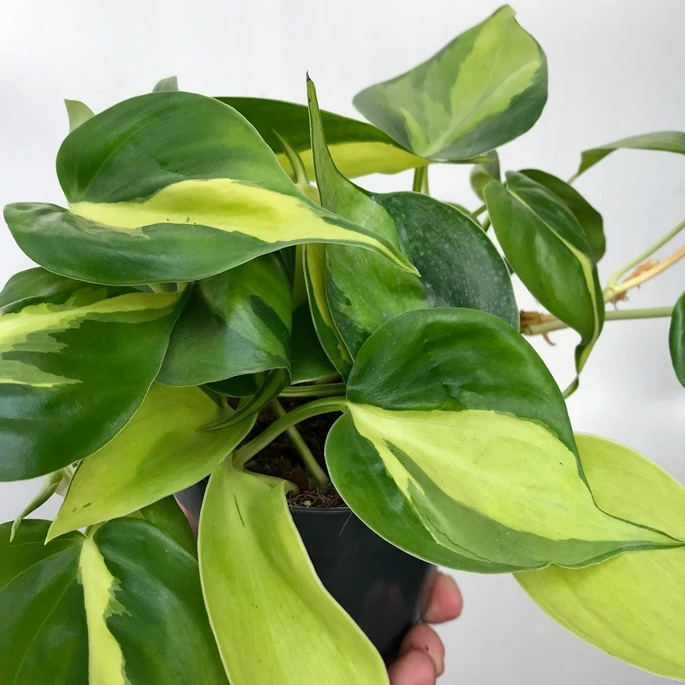 Philodendron Brasil $15