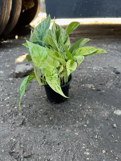 pothos Marble queen.webp