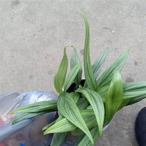 Silver Streak Pothos 4-6in $15-25