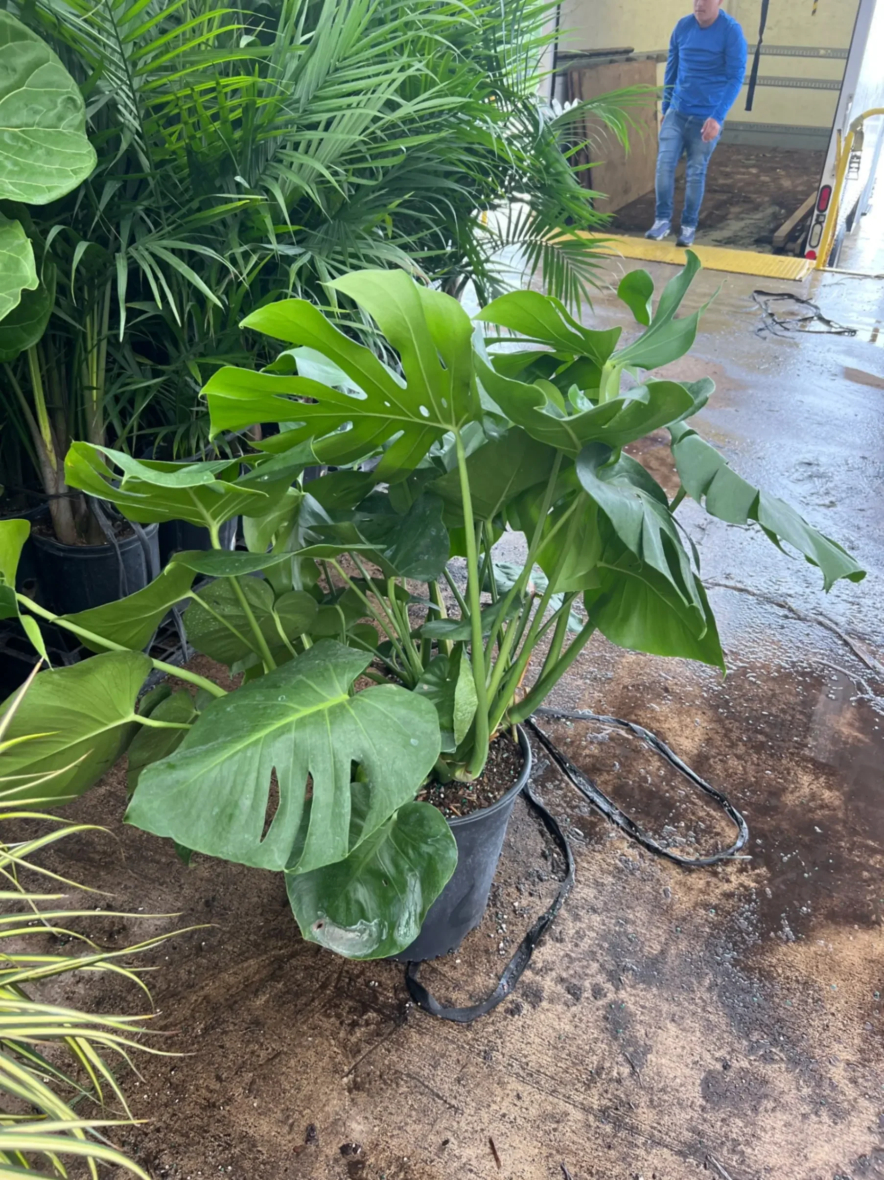 12” Monstera Deliciosa.webp