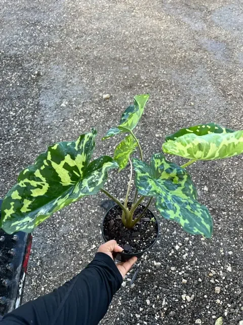 Alocasia Hilo Beauty 4in $10