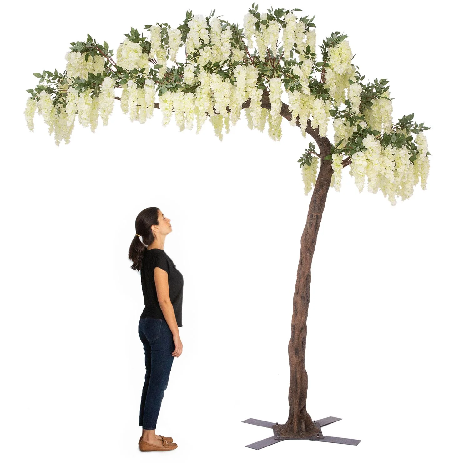 11 Ft. Grand Arch Wisteria Tree, White