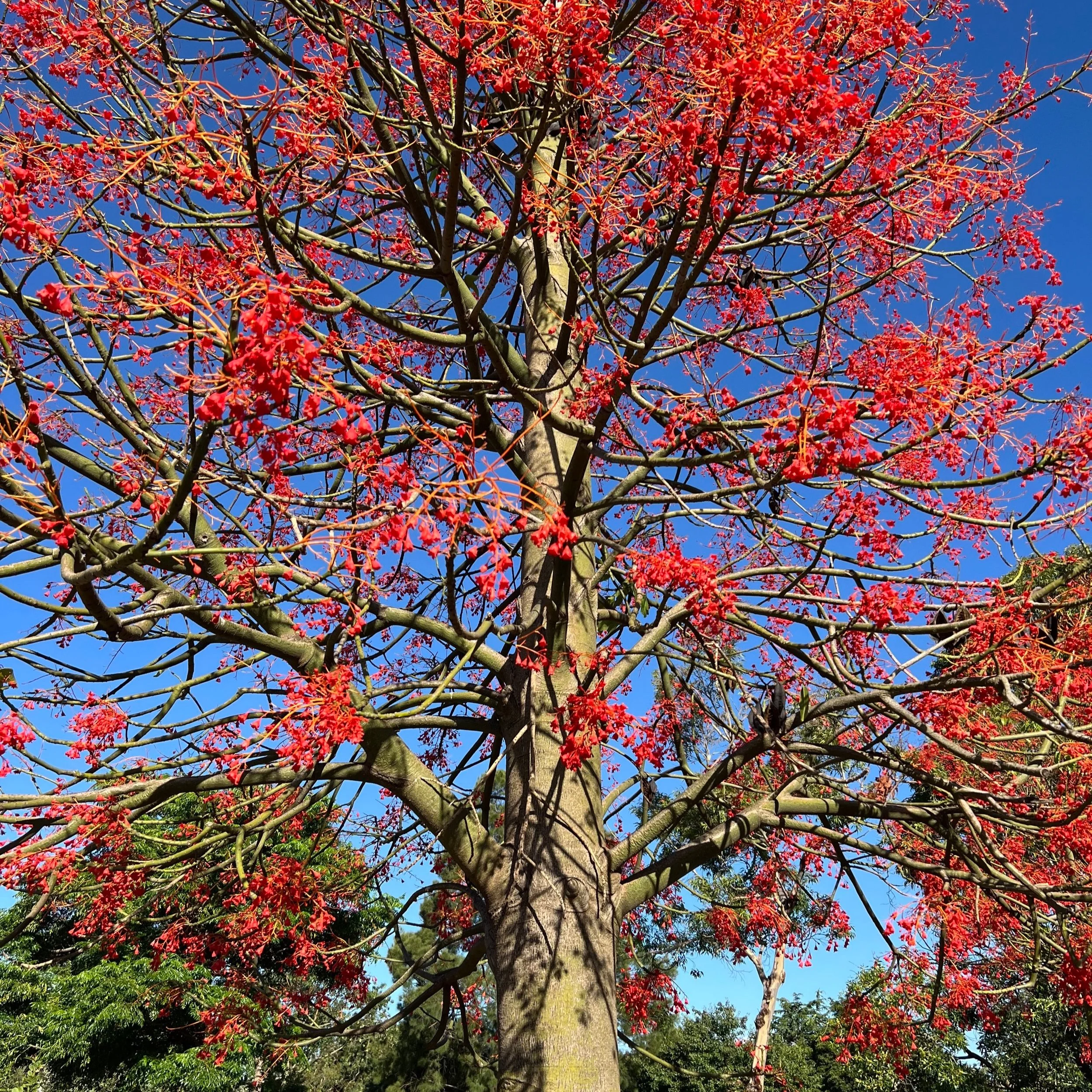 A tall tree with red leaves and branches against a clear blue sky.