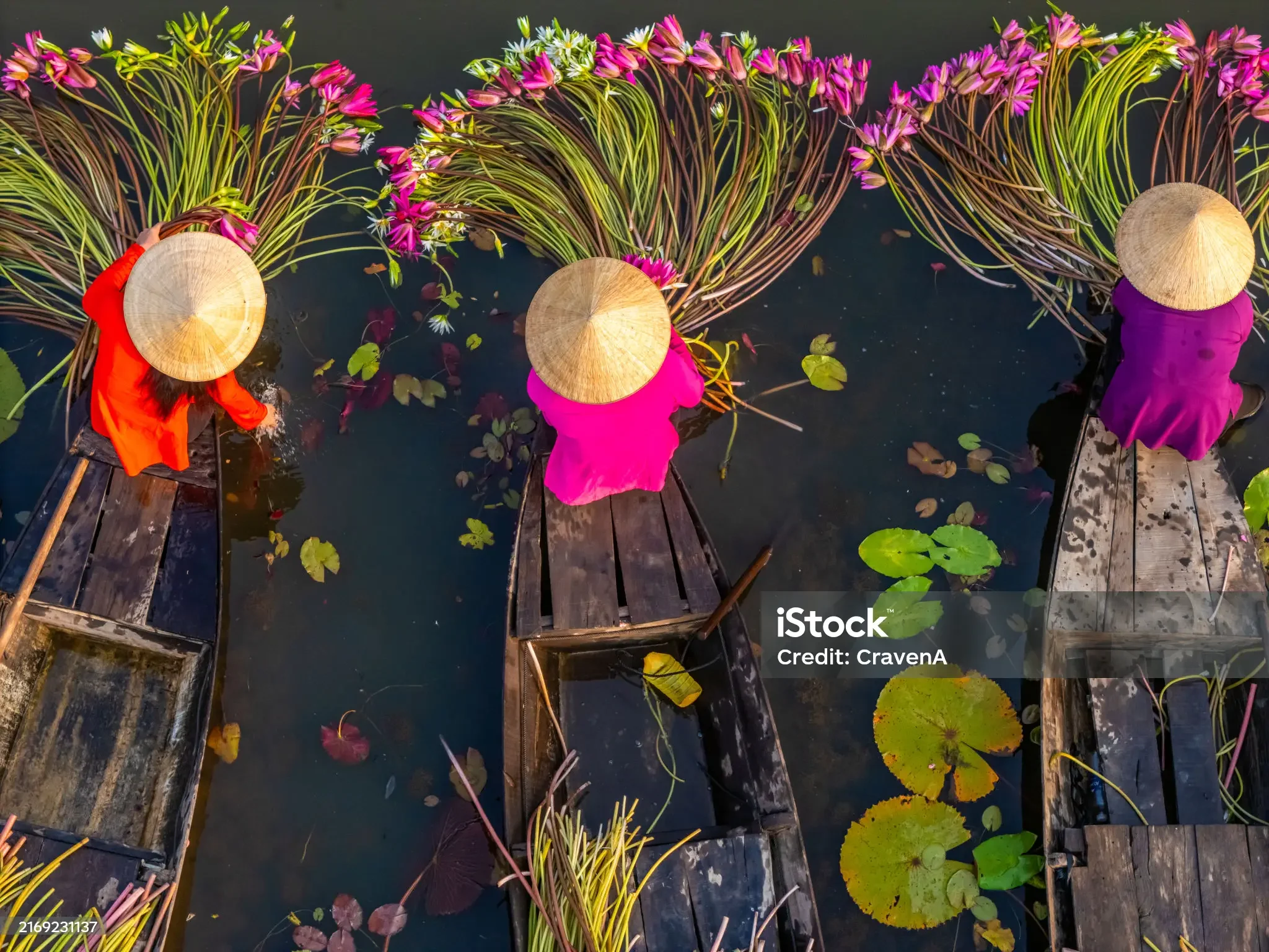 Three people wearing traditional conical hats and colorful attire working in water among lotus plants, with wooden boats or platforms.