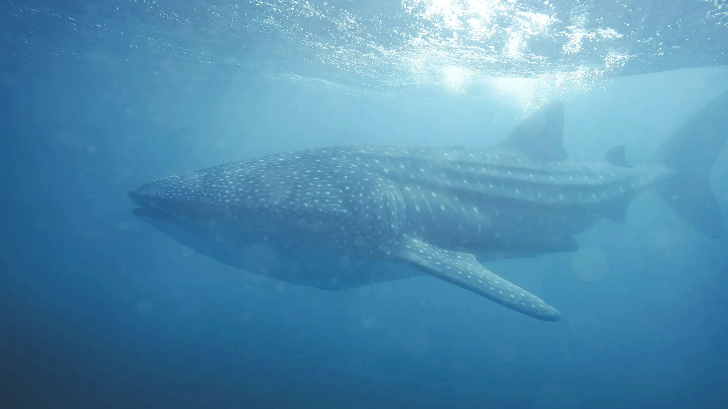 A whale shark swimming underwater with sunlight filtering through the water.