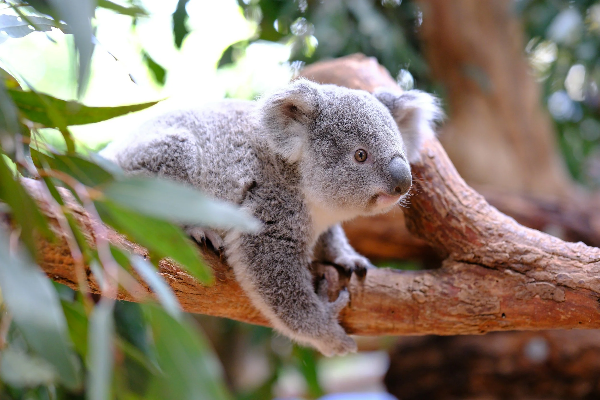 Koala Park Santuary