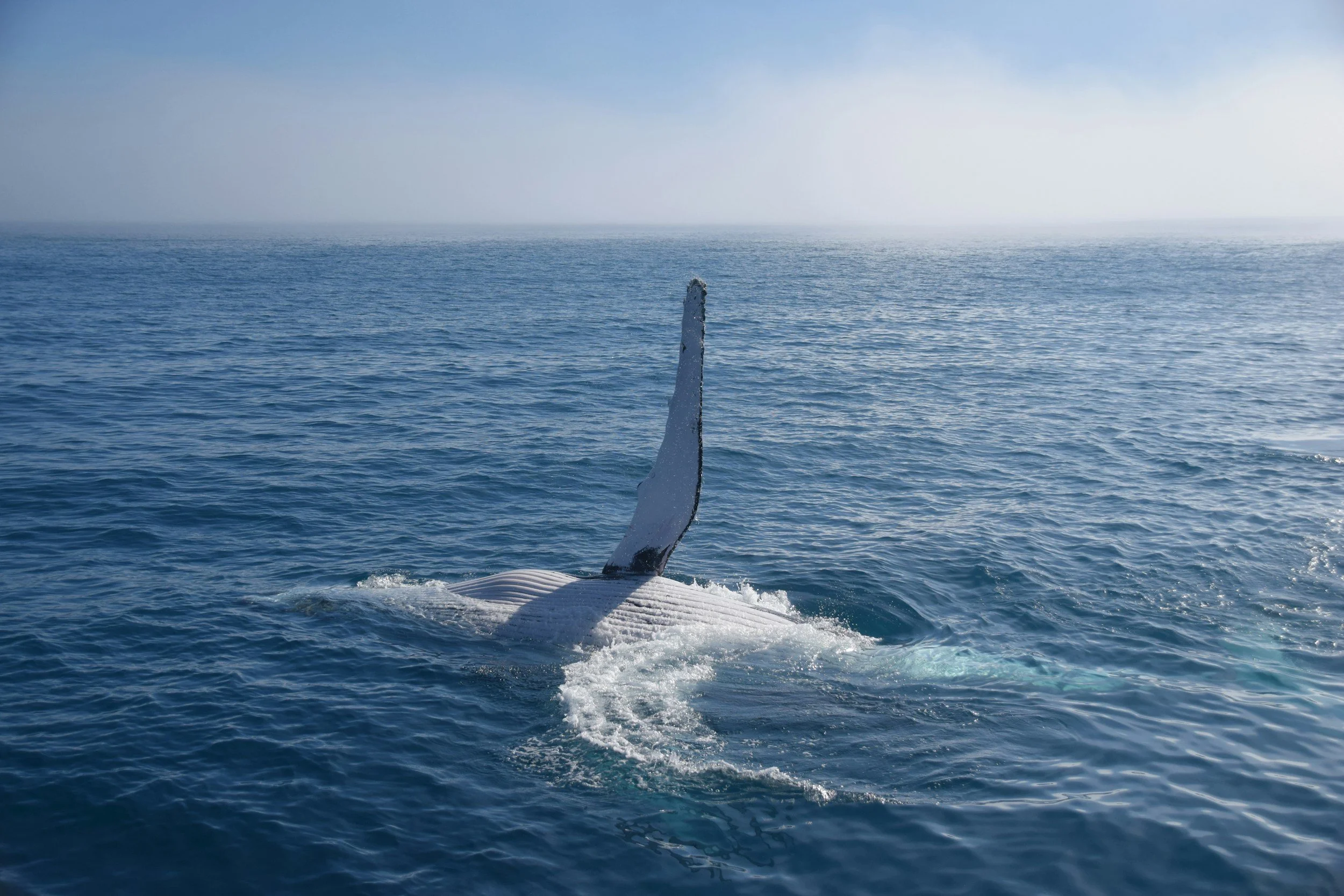 A whale's tail is emerging from the ocean surface near a boat, with calm water and a cloudy sky in the background.