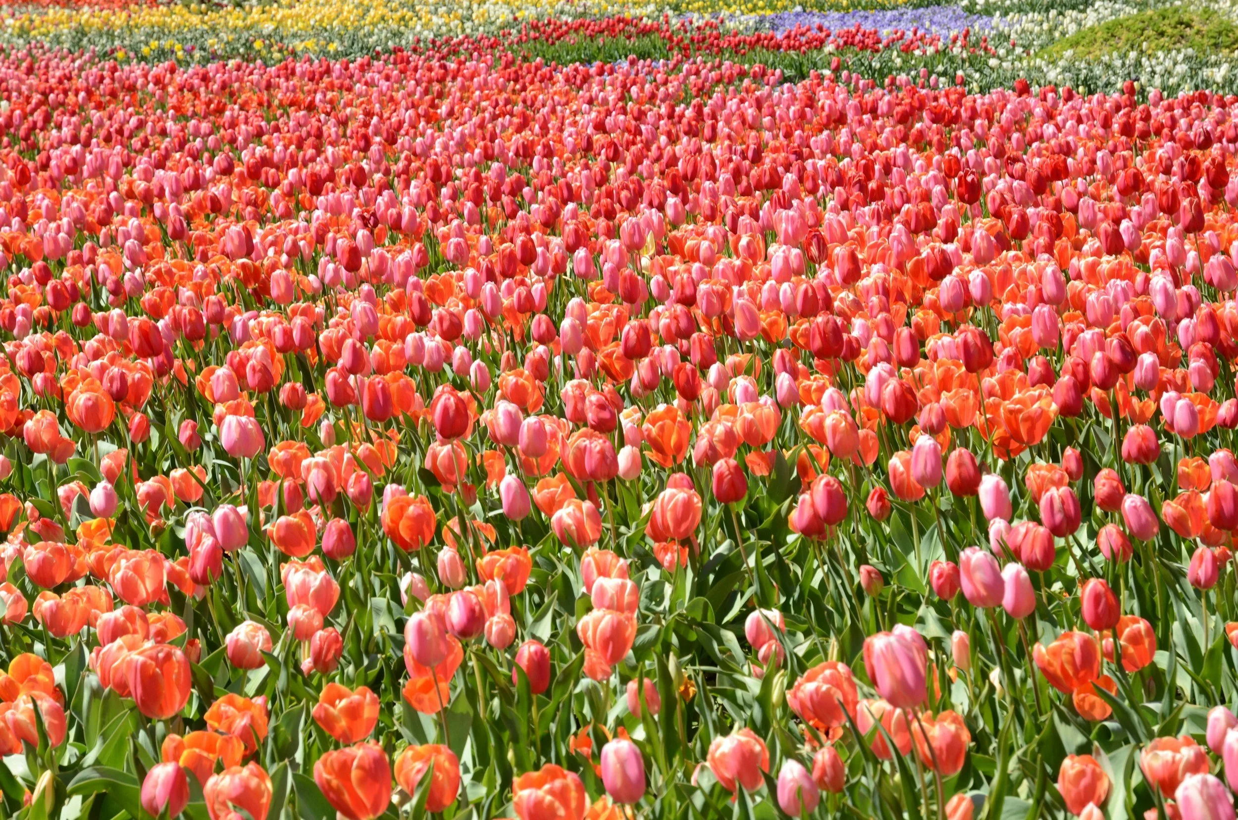 A large field of colorful tulips in full bloom, with shades of pink, red, orange, and white, under a clear sky.