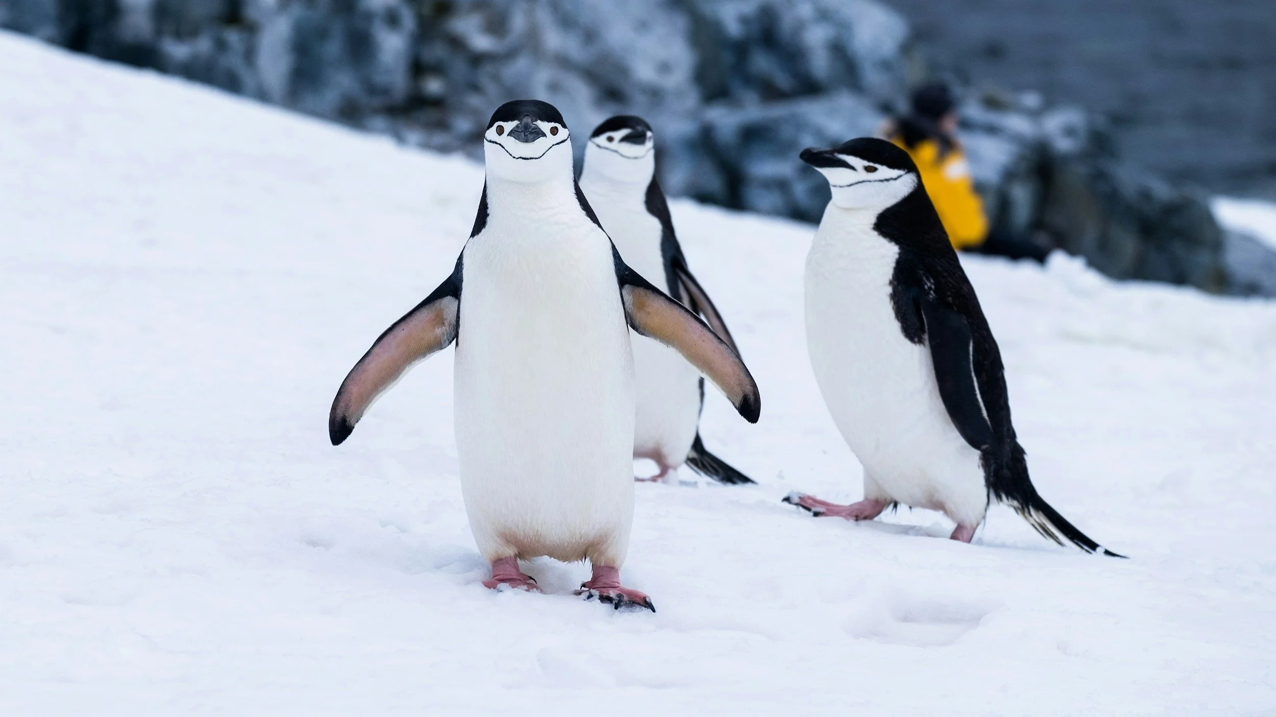 Three penguins standing on snow with a rocky background and a person in a yellow jacket in the distance.