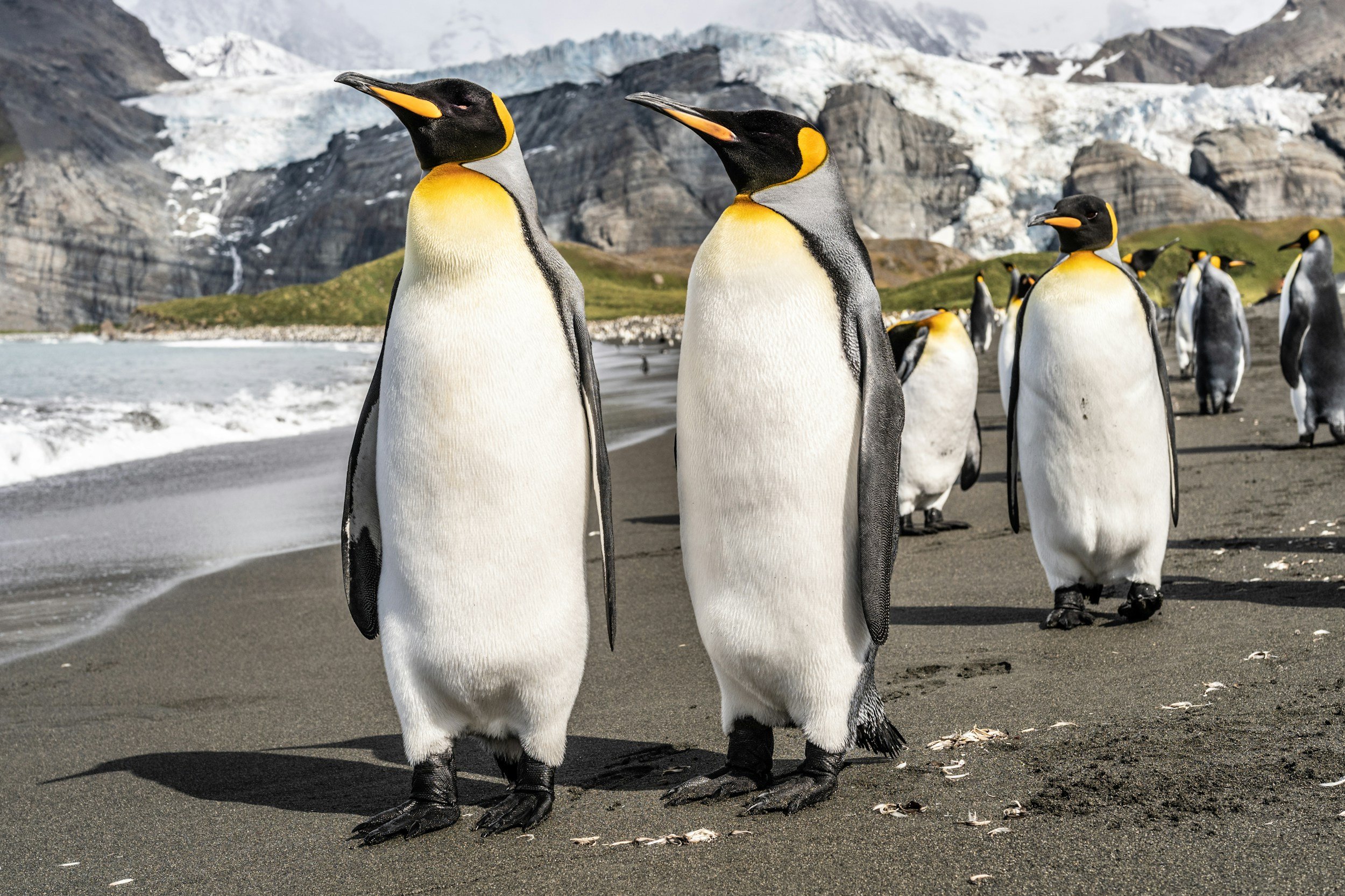 Group of penguins standing on a rocky beach with snow-capped mountains and glaciers in the background.