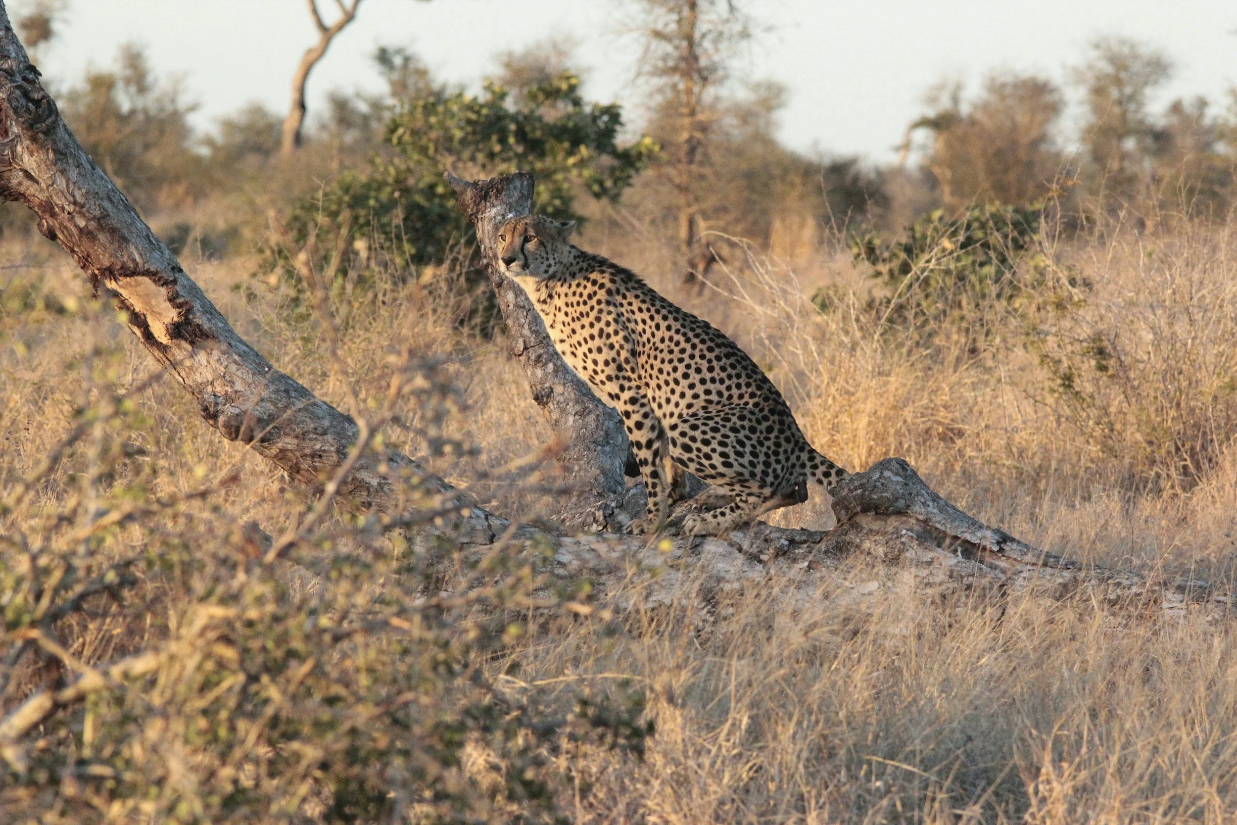 A cheetah resting on a fallen tree in a dry savannah landscape, with sparse bushes and trees in the background.