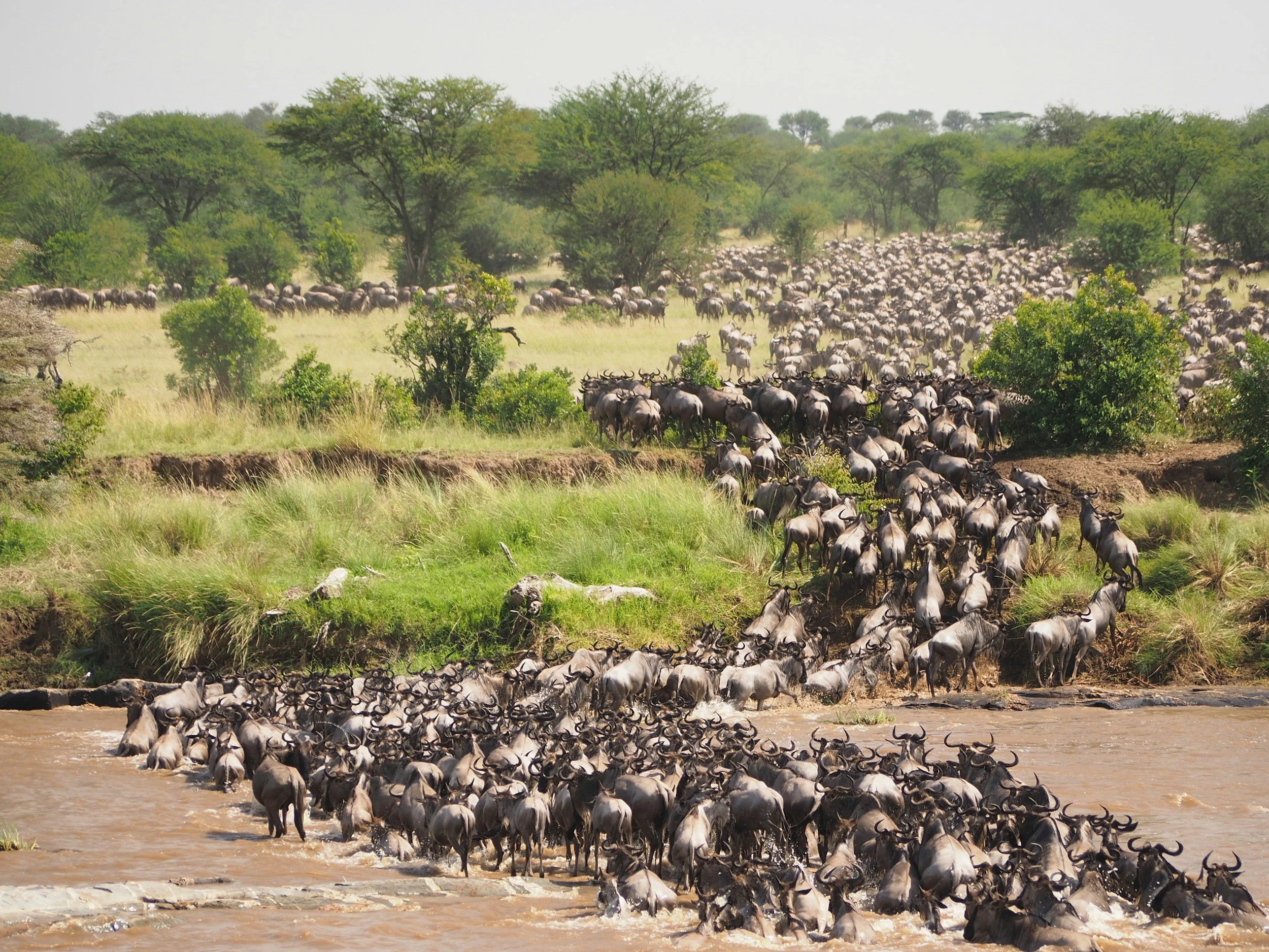 Herd of wildebeest crossing a water river in a savannah landscape with green trees in the background.