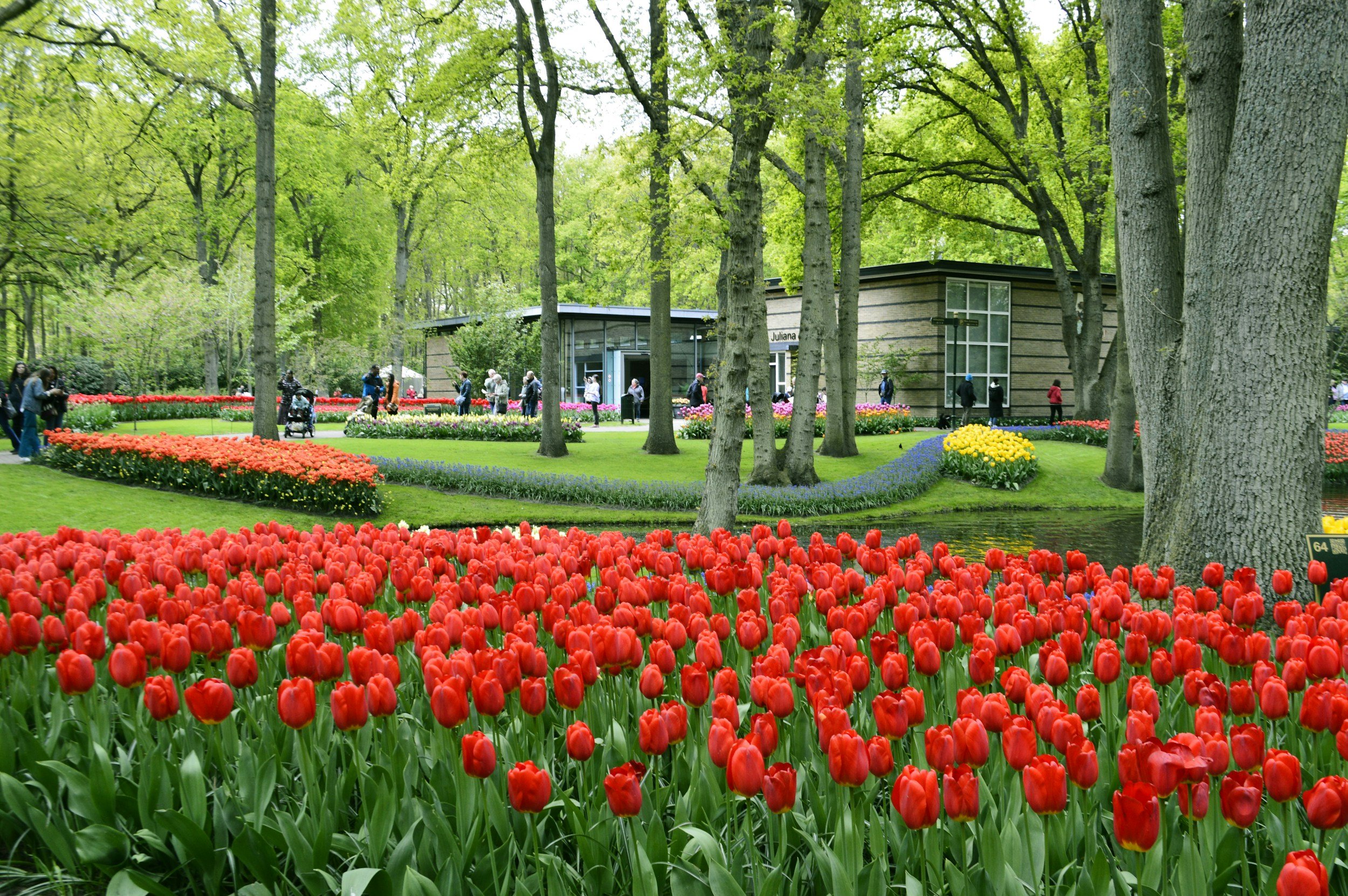 A park filled with colorful tulips and other flowers, with tall trees and a modern building in the background. Several people are walking and enjoying the scenery.