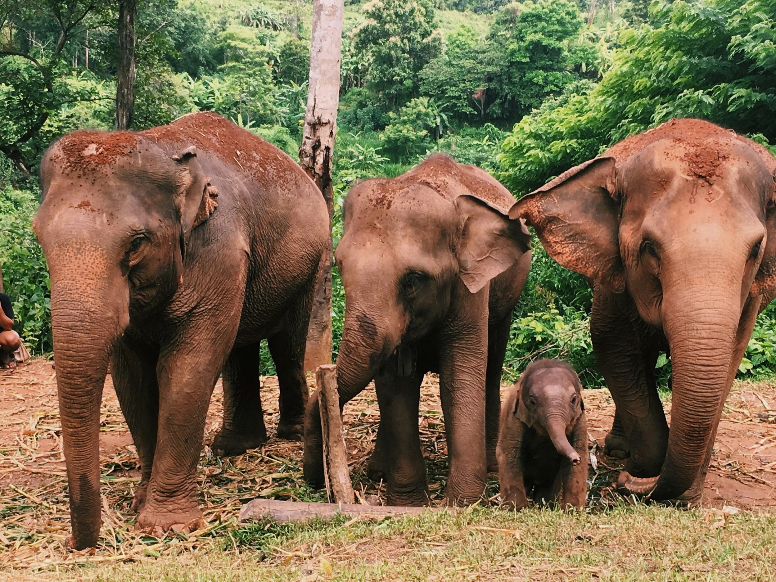Three adult elephants and one baby elephant standing in a lush green forest.