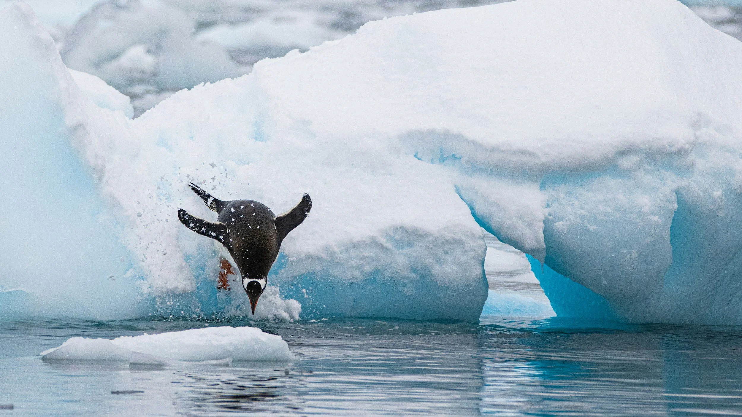 A penguin diving into icy water from an ice sheet in Antarctica.