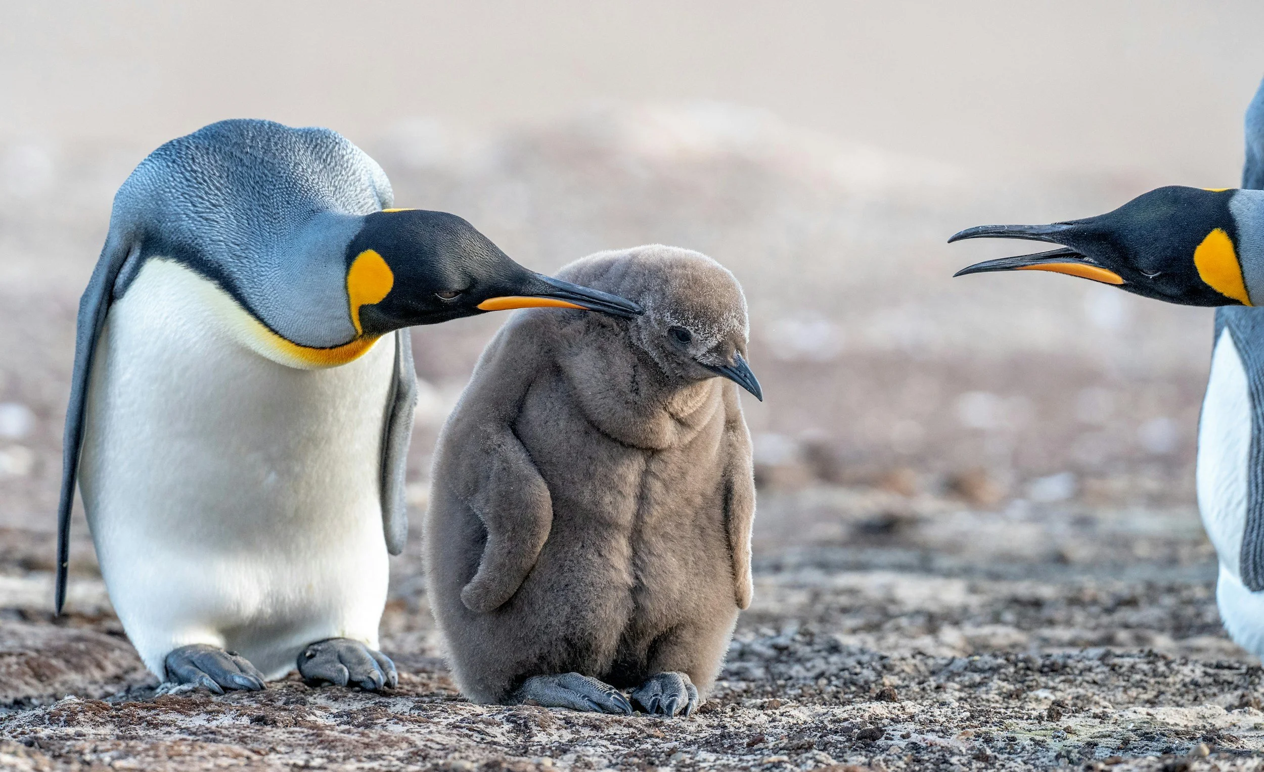 Two adult king penguins with yellow and black markings and a chick with fluffy gray down feathers between them, standing on rocky ground.