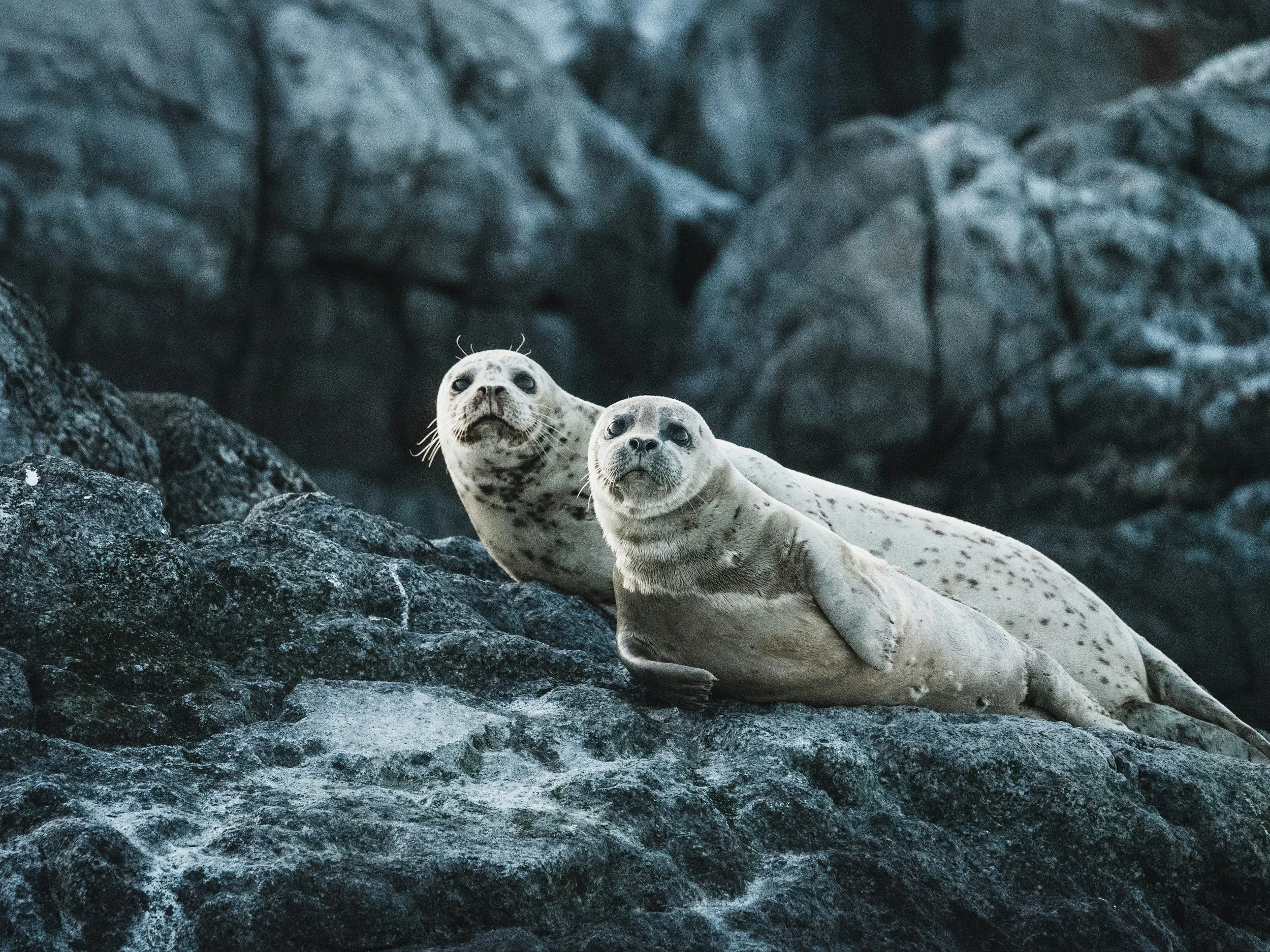 Two seals resting on rocky terrain with a background of large rocks and boulders.