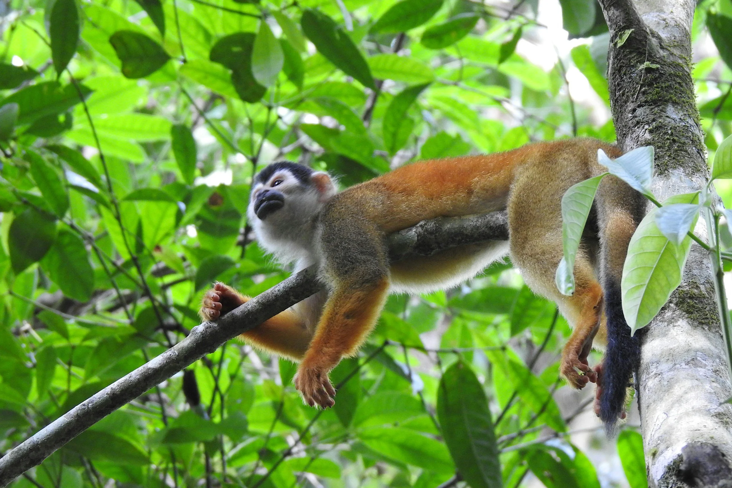 Costa Rica