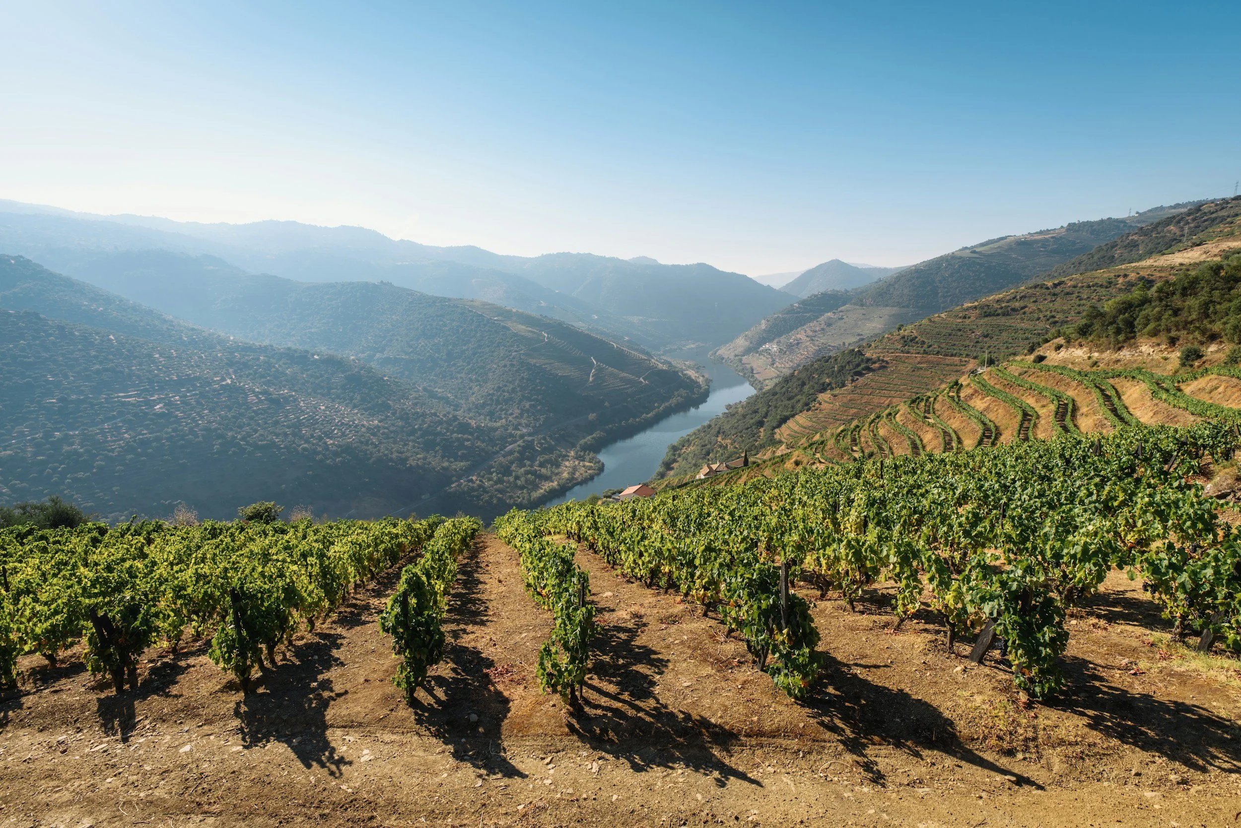 Vineyards on rolling hills overlooking a river valley with green farmland and mountains in the distance under a clear blue sky.