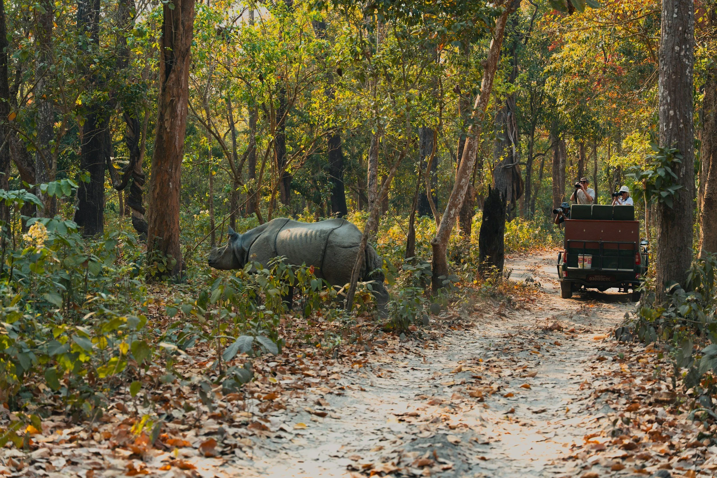 A rhinoceros walking through a forest trail with dense trees and leaves on the ground, while a safari vehicle with tourists taking photographs is nearby.
