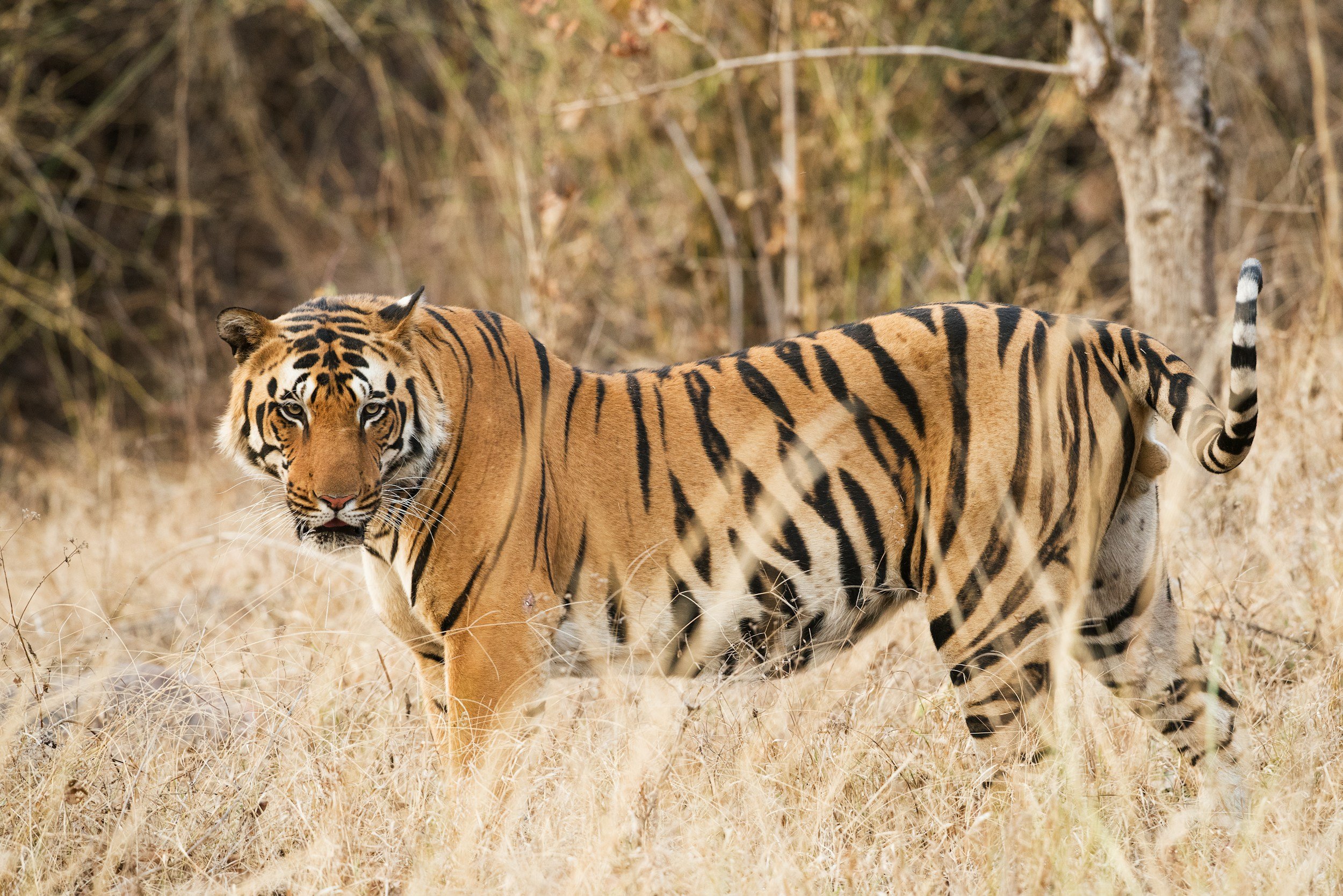 A Bengal tiger standing in a grassy area with trees in the background.